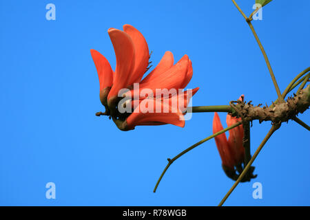 Vivid Orange Farbe Coral Tree Blume blühen gegen Vibrant Blue Clear Sky auf der Osterinsel, Chile Stockfoto