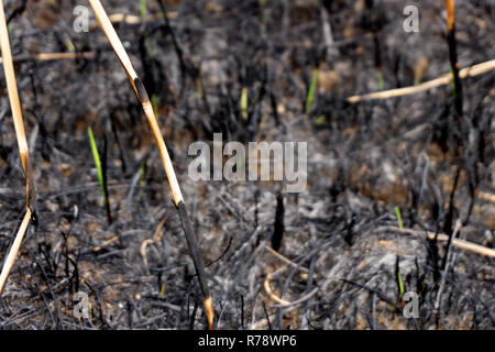 Neues Wachstum an Catherine Hill Bay zwei Wochen nach massiven Feuer Stockfoto