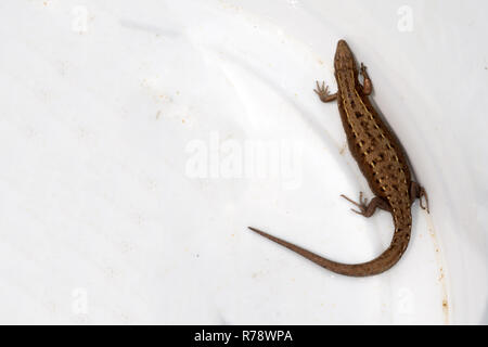 Eidechse sitzen auf braunem Stein mit Morgensonne. Wildlife in Australiens Regenwald, schwere aussehendes Tier Stockfoto