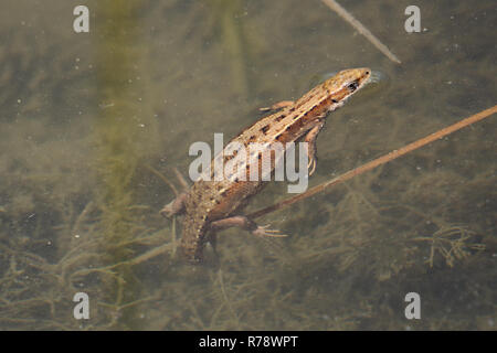 Garten Eidechse. Garten Eidechsen Eidechse weit in den asiatischen Ländern gefunden Stockfoto