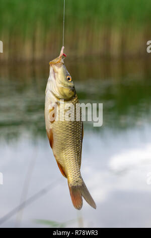 Karpfen hangicarp hängen auf dem Hintergrund der pondng auf dem Hintergrund der Teich Stockfoto