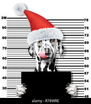 Dalmatiner Hund als Weihnachtsmann im Gefängnis. Auf weissem Hintergrund Stockfoto