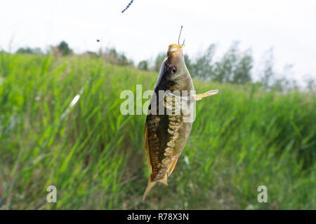 Spiegelkarpfen Fluss Fisch auf dunklen Holztisch Stockfoto