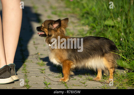 Chihuahua spielen im Gras junge Landschaft Stockfoto