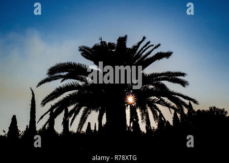 Sonnenlicht durch Palm Blätter Stockfoto