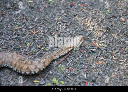 Weibliche asp Viper (Vipera aspis francisciredi) auf einem Metallgitter. Stockfoto