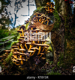 Pilze auf einer Birke Baumstumpf in North Yorkshire Stockfoto
