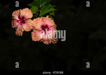 Hibiskus - Malaysische nationale Blume Stockfoto