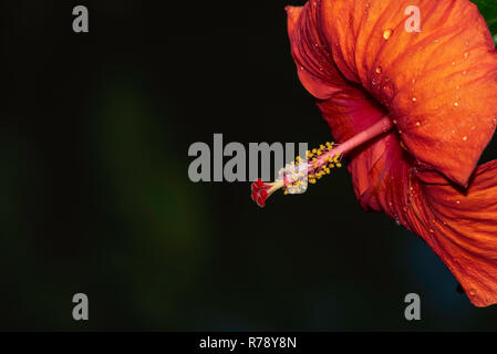 Hibiskus - Malaysische nationale Blume Stockfoto