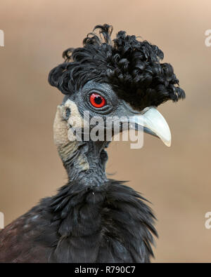 Crested Guineafowl (Guttera pucherani) - Portrait übersicht Wappen von gekräuselte schwarze Federn auf die Krone von seinem Haupt Stockfoto