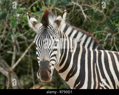 Ebenen Zebras (Equus quagga) - Portrait showng Mähne; Muzi Game Reserve, Kwa-Zulu Natal Stockfoto