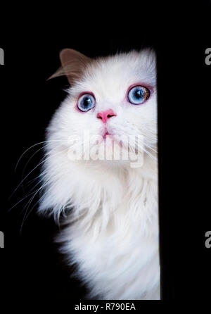 Lustig, weiße und flauschige Katze mit blauen Augen Stockfoto