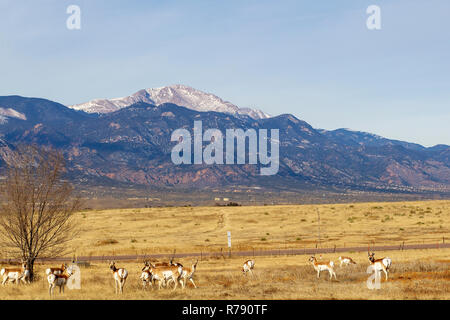 Pronghorn Antilope Weiden in einem Feld in der Nähe von Pikes Peak, Colorado Springs, Colorado. Stockfoto