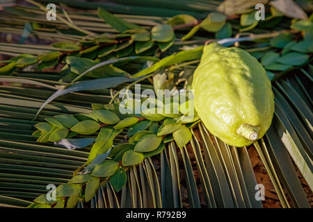 Traditionelle Symbole (die vier Arten) der jüdischen Herbstfest von Sukkot, etrog, Palm Zweig, Myrten und Willow. Stockfoto