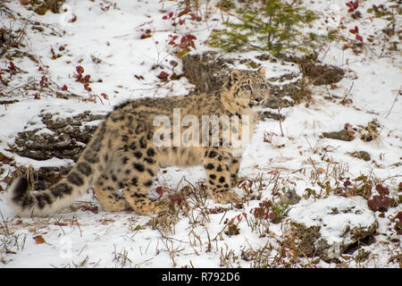 Snow Leopard Cub im Schnee Stockfoto