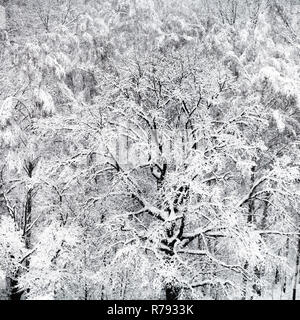 Blick auf verschneite Eiche in Schneefall im Wald Stockfoto