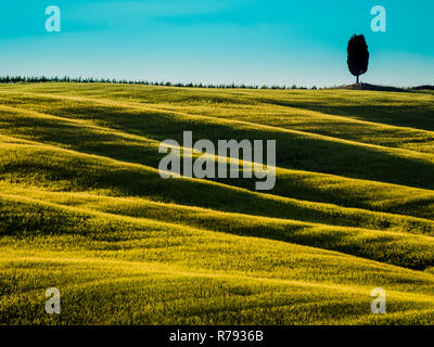 Erstaunliche toskanische Landschaft mit sanften Hügeln und Zypressen Baum im Hintergrund Stockfoto