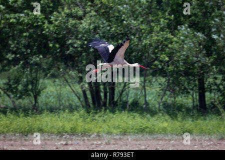 Storch im Flug über ein Feld in der Landschaft in den Frühling Stockfoto