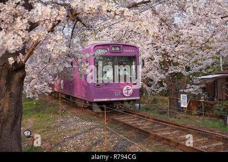 Lokale lila Zug durch einen Tunnel von Zweigniederlassungen von Cherry Blossom Bäume in Blüte gebildet. Sehen können Fahrer im vorderen Fenster Stockfoto