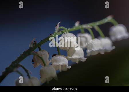 Maiglöckchen mit Regentropfen Stockfoto