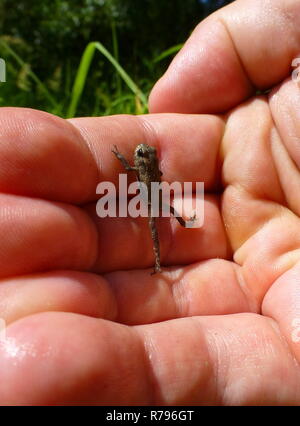 Kleiner brauner Frosch steht auf einer Hand Stockfoto