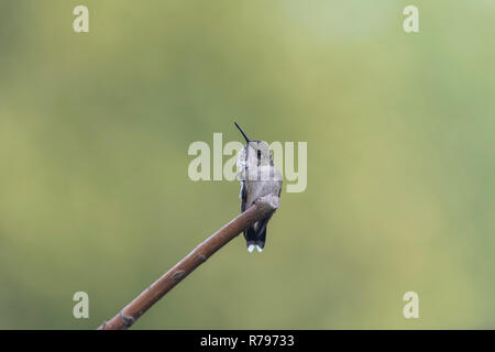 Ruby-throated hummingbird thront im Garten sein Kinn zu kratzen. Stockfoto