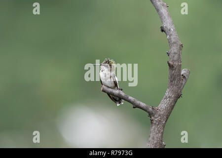 Ruby-throated hummingbird thront im Garten seinen Hals kratzen. Stockfoto