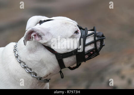 Weiß Staffordshire Bull Terrier Hund mit schwarzen Schnauze. Stockfoto