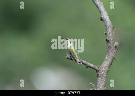 Juvenile männlichen Ruby-throated hummingbird thront im Garten zurück zu schauen. Stockfoto