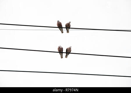 Tauben, die auf Power line Stockfoto