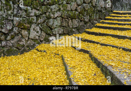 Gefallenen gelbe Blätter des Ginkgo Baum auf Schritte Stockfoto