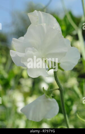 Lathyrus Odoratus "Hochzeit" Sweet pea Blumen in einem Englischen schneiden Garten Stockfoto