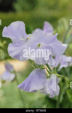 Lathyrus Odoratus "Chatsworth' Sweet pea Blumen in einem Englischen Garten Stockfoto