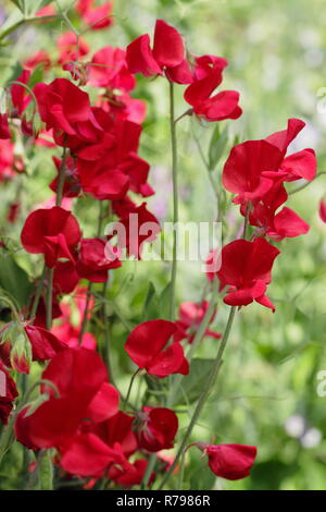 Lathyrus Odoratus "Winston Churchill". Spencer Vielzahl Sweet pea 'Winston Churchill' Blüte in einem Englischen Garten im Sommer, Großbritannien Stockfoto