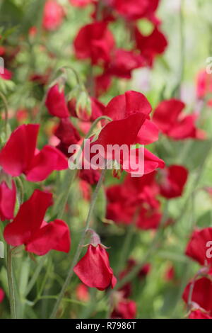 Lathyrus Odoratus "Winston Churchill". Spencer Vielzahl Sweet pea 'Winston Churchill' Blüte in einem Englischen Garten im Sommer, Großbritannien Stockfoto