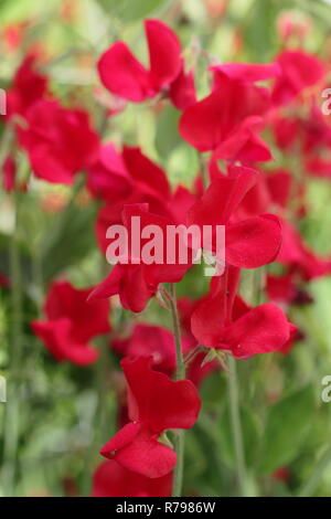 Lathyrus Odoratus "Winston Churchill". Spencer Vielzahl Sweet pea 'Winston Churchill' Blüte in einem Englischen Garten im Sommer, Großbritannien Stockfoto