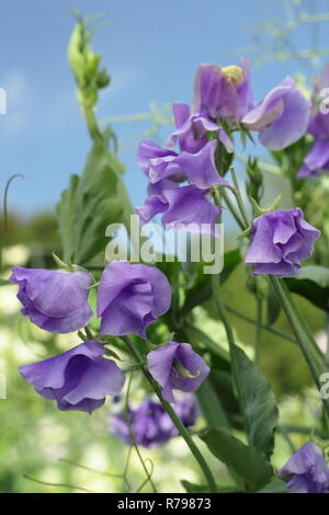 Lathyrus Odoratus. "Unsere Harry" Spencer Vielzahl Sweet pea Blumen in einem Englischen Garten, Sommer, Großbritannien Stockfoto