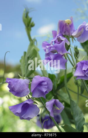 Lathyrus Odoratus. "Unsere Harry" Spencer Vielzahl Sweet pea Blumen in einem Englischen Garten, Sommer, Großbritannien Stockfoto