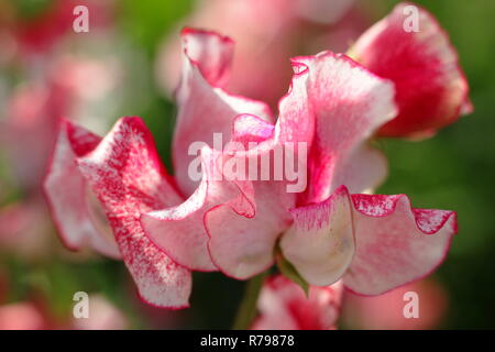 Lathyrus Odoratus. "Linda Carole' Sweet pea Blumen in einem Englischen Garten, Sommer, Großbritannien Stockfoto