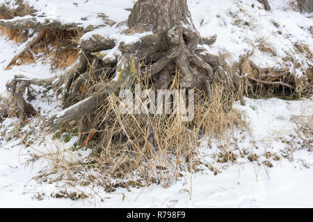 Pinien mit knorrigen Wurzeln, die auf die Neigung zur Bodenerosion ausgesetzt. Ökologische Probleme. Stockfoto