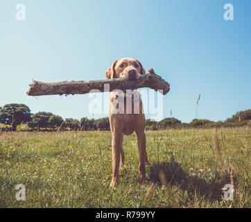 Ein glückliches und gesundes Haustier Labrador Retriever Hund stehen in einem Gras sie Feld mit einem sehr grossen Stock im Maul in einem pet-Vitalität Bild Stockfoto