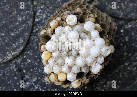 Wasp Nest mit Rasse Stockfoto