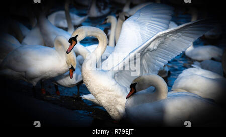 Schwäne am Swan Heiligtum am Ufer des Flusses Severn in Worcester, Großbritannien Stockfoto