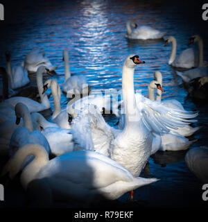 Schwäne am Swan Heiligtum am Ufer des Flusses Severn in Worcester, Großbritannien Stockfoto