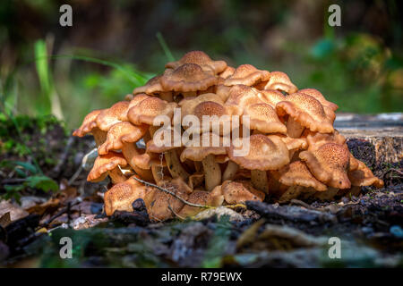 Armillaria tabescens Pilz in einem Herbst Wald in Ungarn Stockfoto