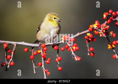 Stieglitz im Winter Gefieder auf orientalische bittersüße Beeren gehockt Stockfoto