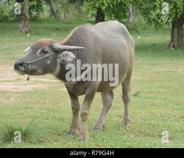 Asiatische schwarzes Wasser Büffel im Gras Feld Stockfoto