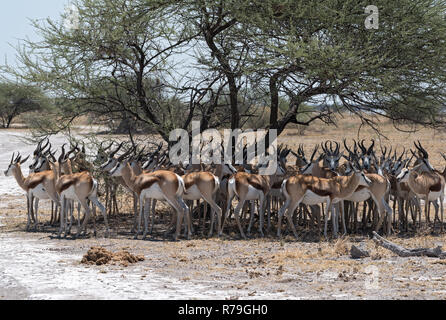 Herde Impalas in den Schatten eines Baumes im Nxai Pan National Park, Botswana Stockfoto