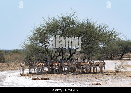 Herde Impalas in den Schatten eines Baumes im Nxai Pan National Park, Botswana Stockfoto