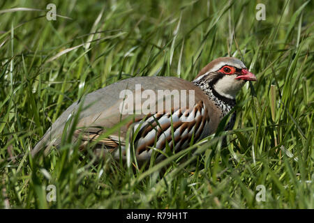 Französische Red Legged Partridge (alectoris Rufa) und hält die niedrig im Gras an einem sonnigen Tag in Großbritannien Stockfoto